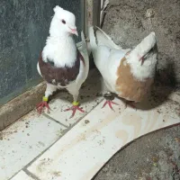 کبوتر|پرنده|رودان, |دیوار