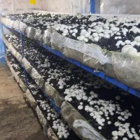 پرورش قارچ آموزش مشاوره در ساخت