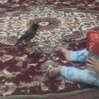 مرغ مینا کاملا دستی|پرنده|کرمان, |دیوار