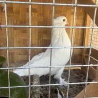 کفتر سفید نر کاکلی|پرنده|تهران, دبستان|دیوار