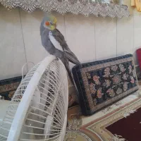عروس هلندی