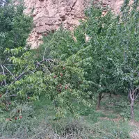 باغ فروشی در سد کارده دره ال ۱۵۰۰ متری|فروش خانه و ویلا|مشهد, کارده|دیوار