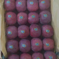 خرید سیب و اجاره باغات سیب|خدمات باغبانی و درختکاری|اهر, |دیوار