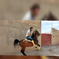 اسب مادیان کرد آبستن سنگین تخفیف ویژه ۴۸ساعته