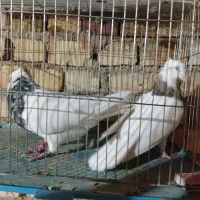 کفتر طوقی نقش سینه کله