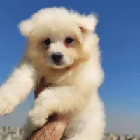 سگ سامویید|سگ|محلات, |دیوار