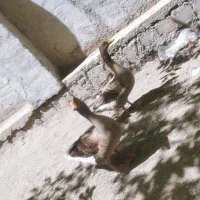 دو عدد غاز  ماده