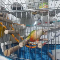 فروش طوطی گرینچیک رام و سخنگو