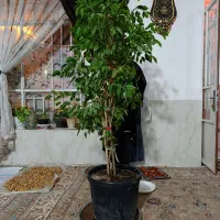 گل طبیعی بنجامین دیفن سانسوریا