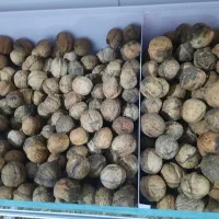 گردو|خوردنی و آشامیدنی|کرج, المهدی|دیوار