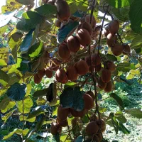 کیوی درجه یک