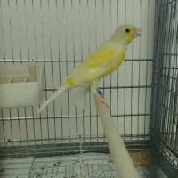 قناری و قناری ماده آماده