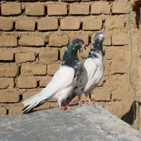 یجفت پاکستانی