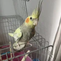 عروس هلندی جفت