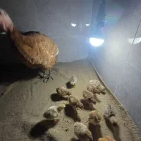 بوقلمون و جوجه