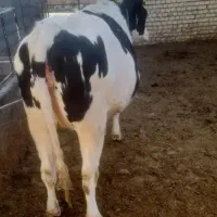 تلیسه هشت ماه ابستن