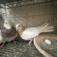 کبوتر طوقی