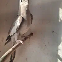 طوطی عروس|پرنده|نکا, |دیوار