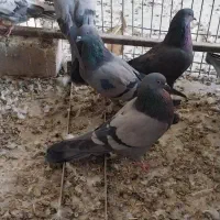 کبوتر اصفهانی|پرنده|خمینیشهر, |دیوار