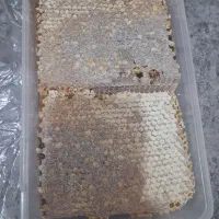 عسل صد درصد طبیعی