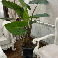 گل بابا آدم