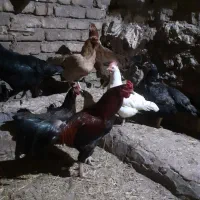 خروس