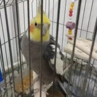 عروس هلندی جفت