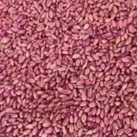 گندم پیشگام