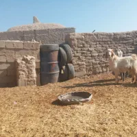 دو عدد کره نر و ماده چاق