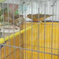 فروش ۵ عدد قناری نر مست اماده جفت|پرنده|بروجرد, |دیوار