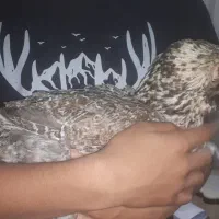 مرغ محلی ریش درشت|حیوانات مزرعه|بندرعباس, |دیوار