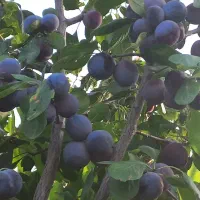 باغ میوه|فروش زمین و ملک کلنگی|قم, آزادگان|دیوار