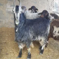 بزغاله نر دوبوری میش بره گوسفند بز