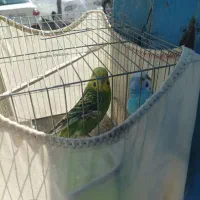 مرغ عشق سالم نر و ماده تخم گذار|پرنده|گلستان (تهران), |دیوار