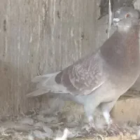 چند عدد کبوتر|پرنده|چمران, |دیوار