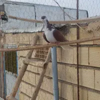 کبوتر پرشی سرخ خش رنگ|پرنده|اسفرورین, |دیوار