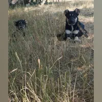 9999|سیمکارت|سراب, |دیوار