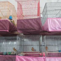 فروش قناری|پرنده|اردکان, |دیوار