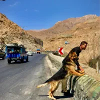 مژدگانی  سگ گم شده.  مژدگانی