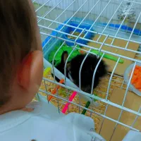 خرگوش خانگی