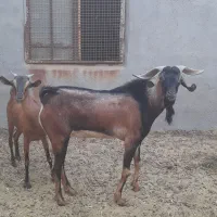 فروش پازن|حیوانات مزرعه|لامرد, |دیوار