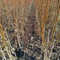 نهال های لیبل دار و شناسه دار|خدمات باغبانی و درختکاری|شاندیز, |دیوار