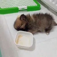 سگگ|سگ|پاکدشت, شهرک امام رضا|دیوار