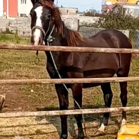 کره نریان کرد  باشجره و مدارک