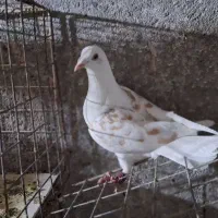 کلاغ|پرنده|مشهد, فرهنگیان (شهرک غرب)|دیوار