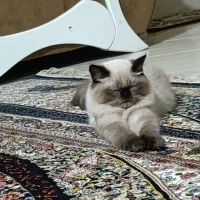 گربه پرشین وهیمالین دونژادس|گربه|ری, دیلمان|دیوار