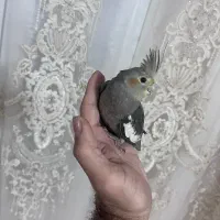 عروس هلندی|پرنده|اردبیل, |دیوار