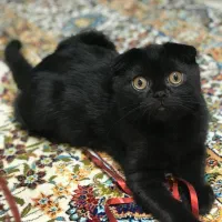 اسکاتیش فولد اصیل|گربه|اردبیل, |دیوار