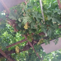 خانه فروشی