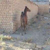 کره اسب دره شوری 2و 3ماهه